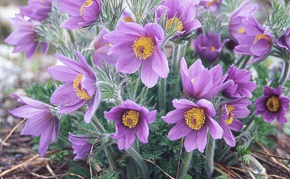 pulsatilla-1